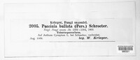 Puccinia bullata image